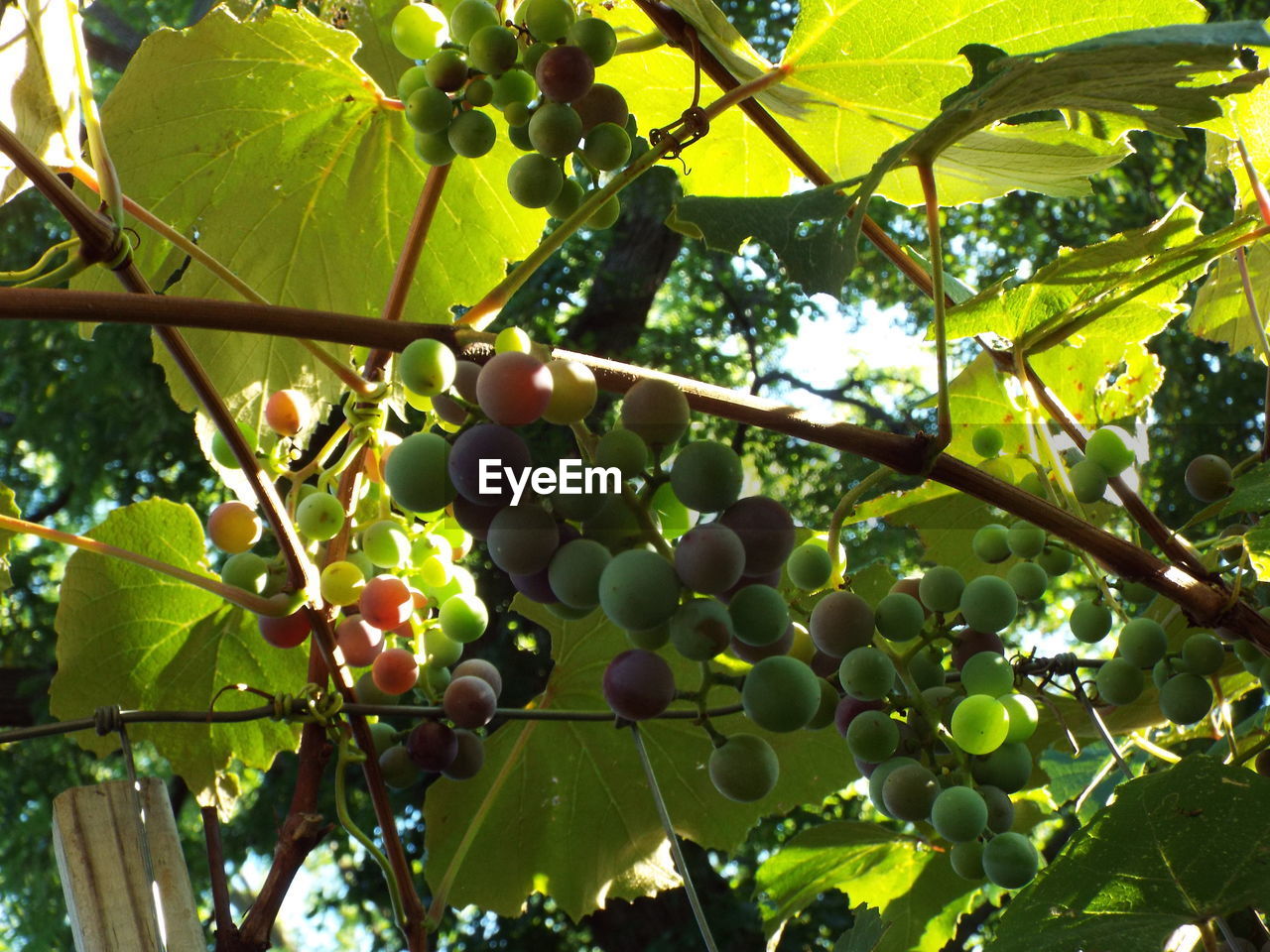 LOW ANGLE VIEW OF GRAPES HANGING ON TREE