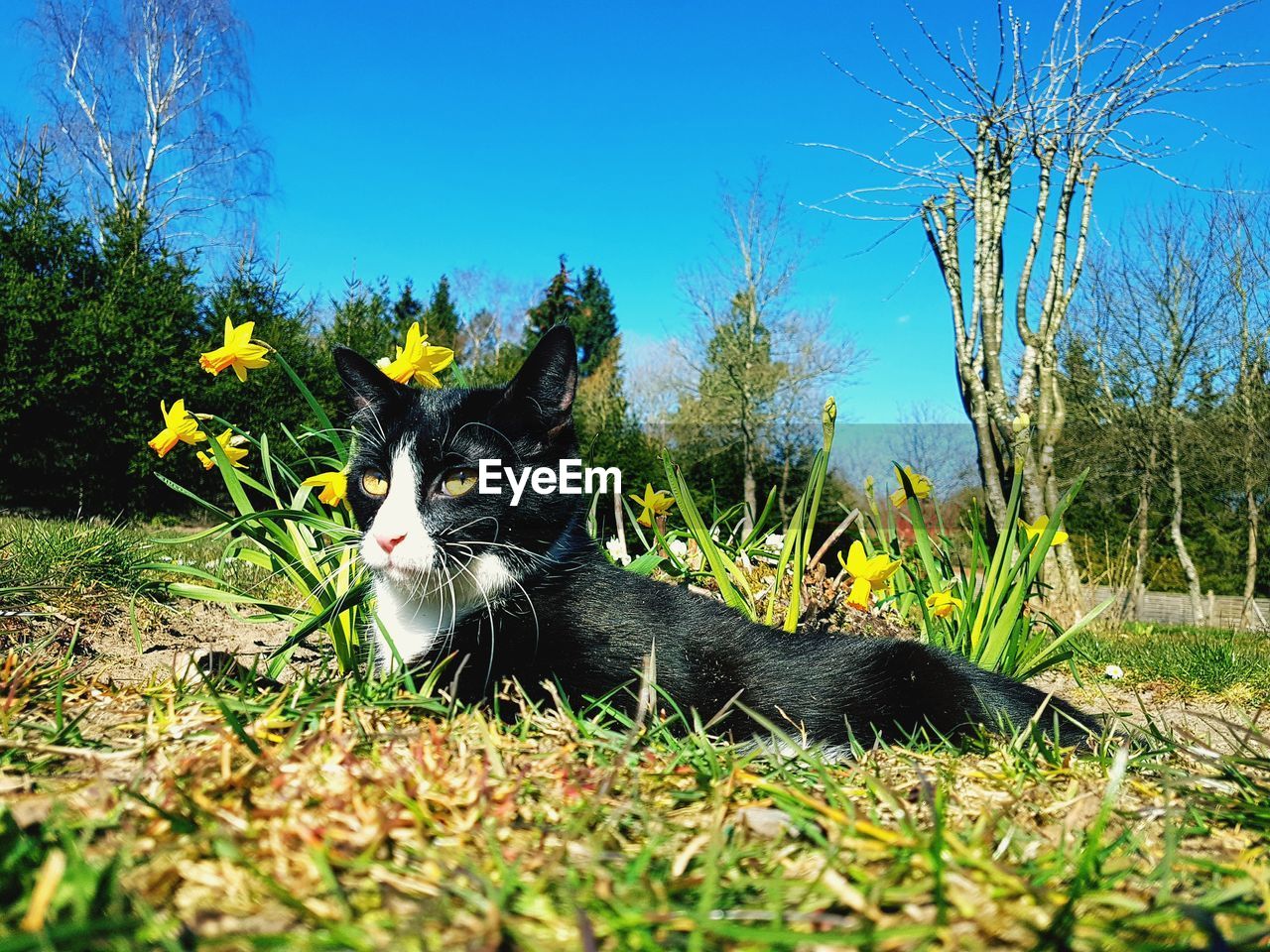 CAT LYING ON A FIELD