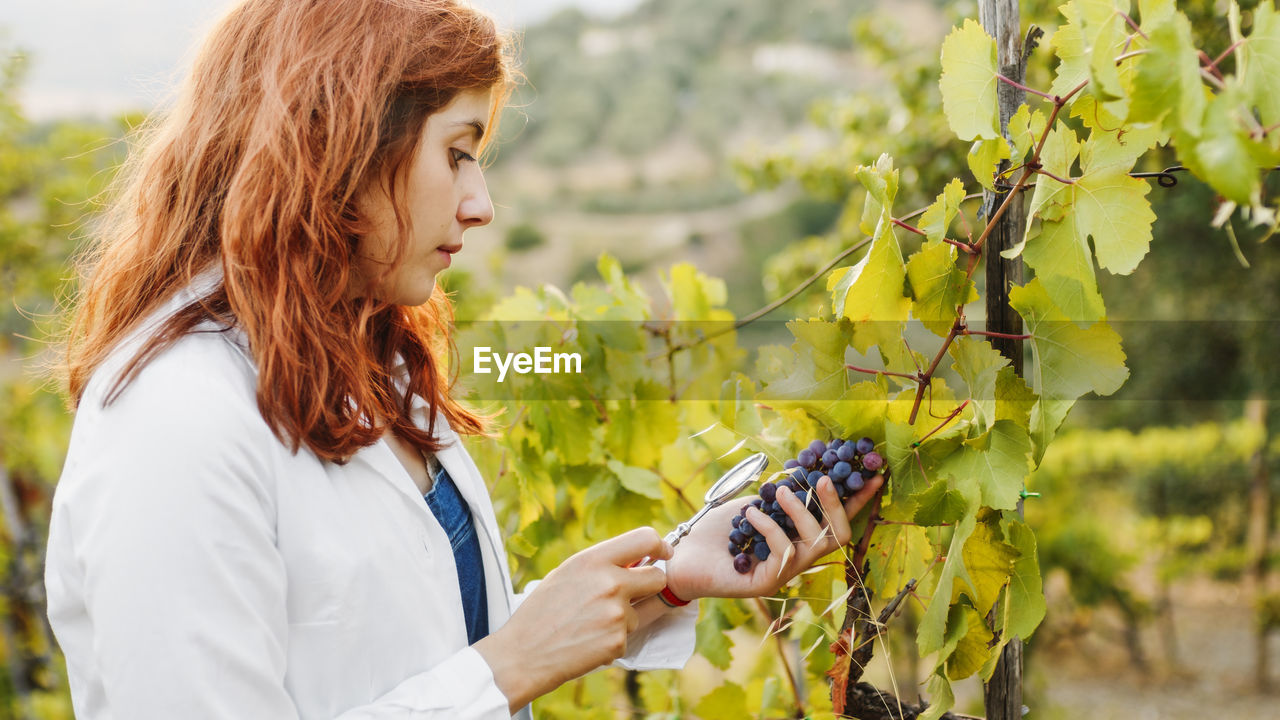 Agronomist checks the state of health of the grapes in the vineyard