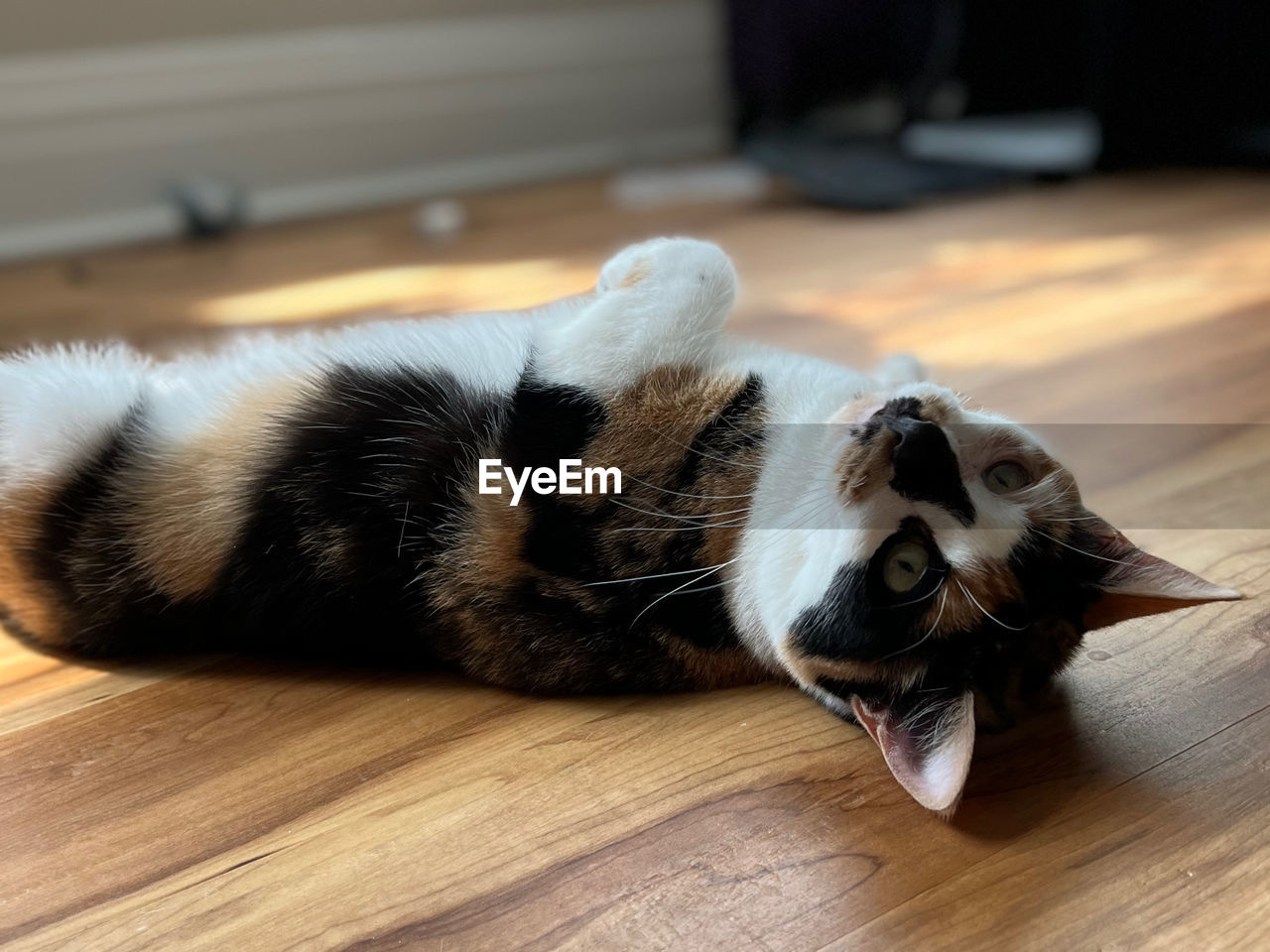 animal themes, animal, mammal, one animal, pet, domestic animals, hardwood floor, cat, flooring, indoors, relaxation, wood, lying down, whiskers, no people, focus on foreground, domestic cat, home interior, cute, feline, kitten, small to medium-sized cats, resting, close-up