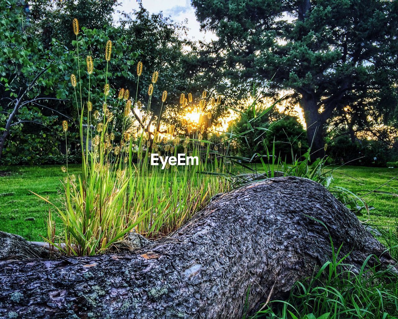 VIEW OF TREES IN PARK