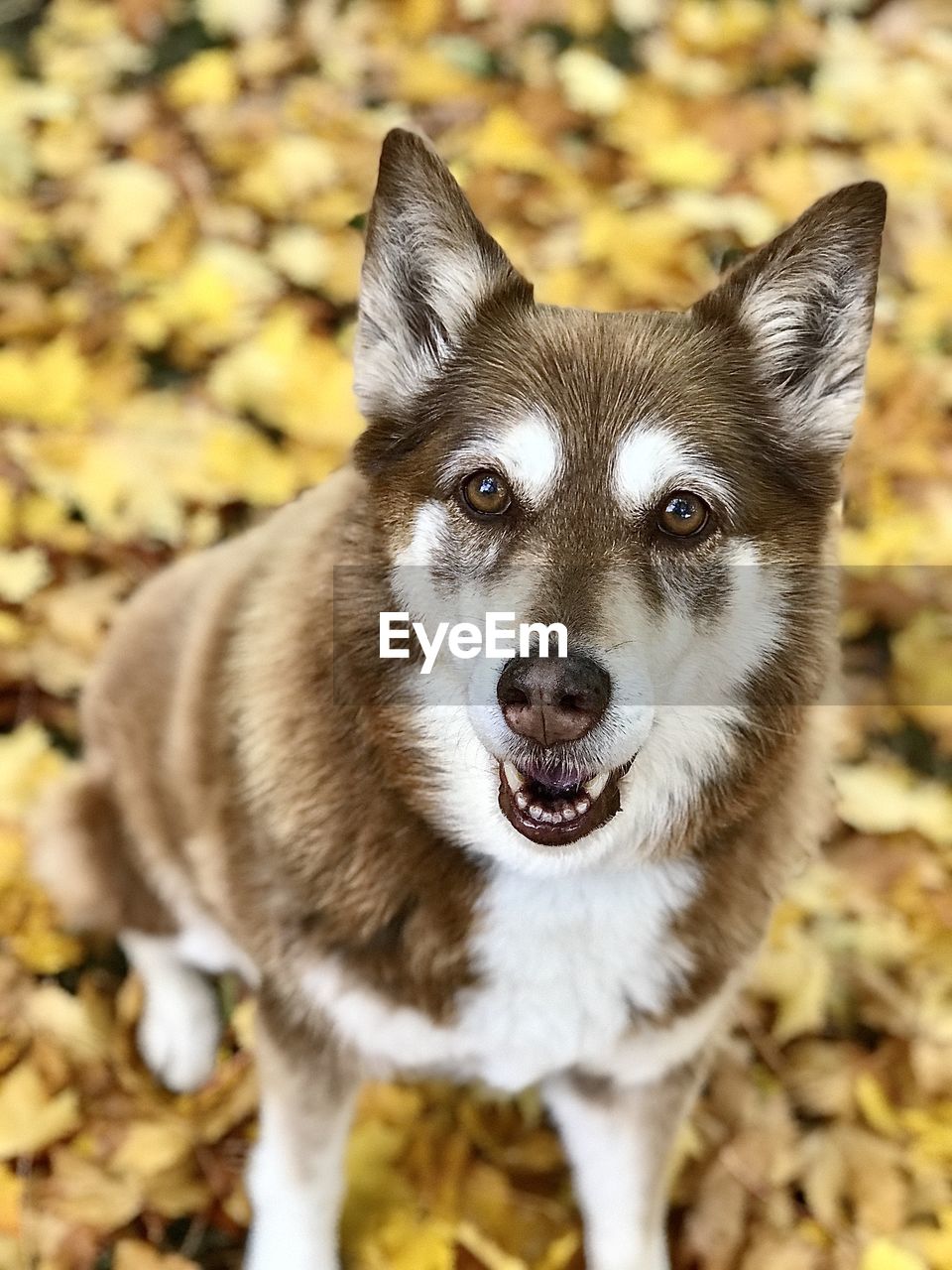 PORTRAIT OF DOG ON STREET