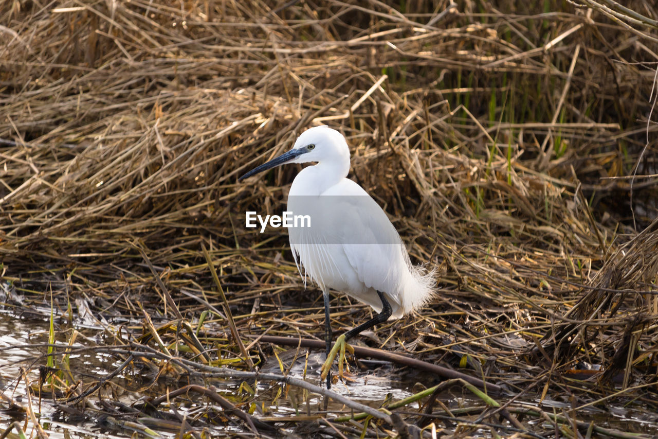 Little egret, egretta garzetta, on the river colne