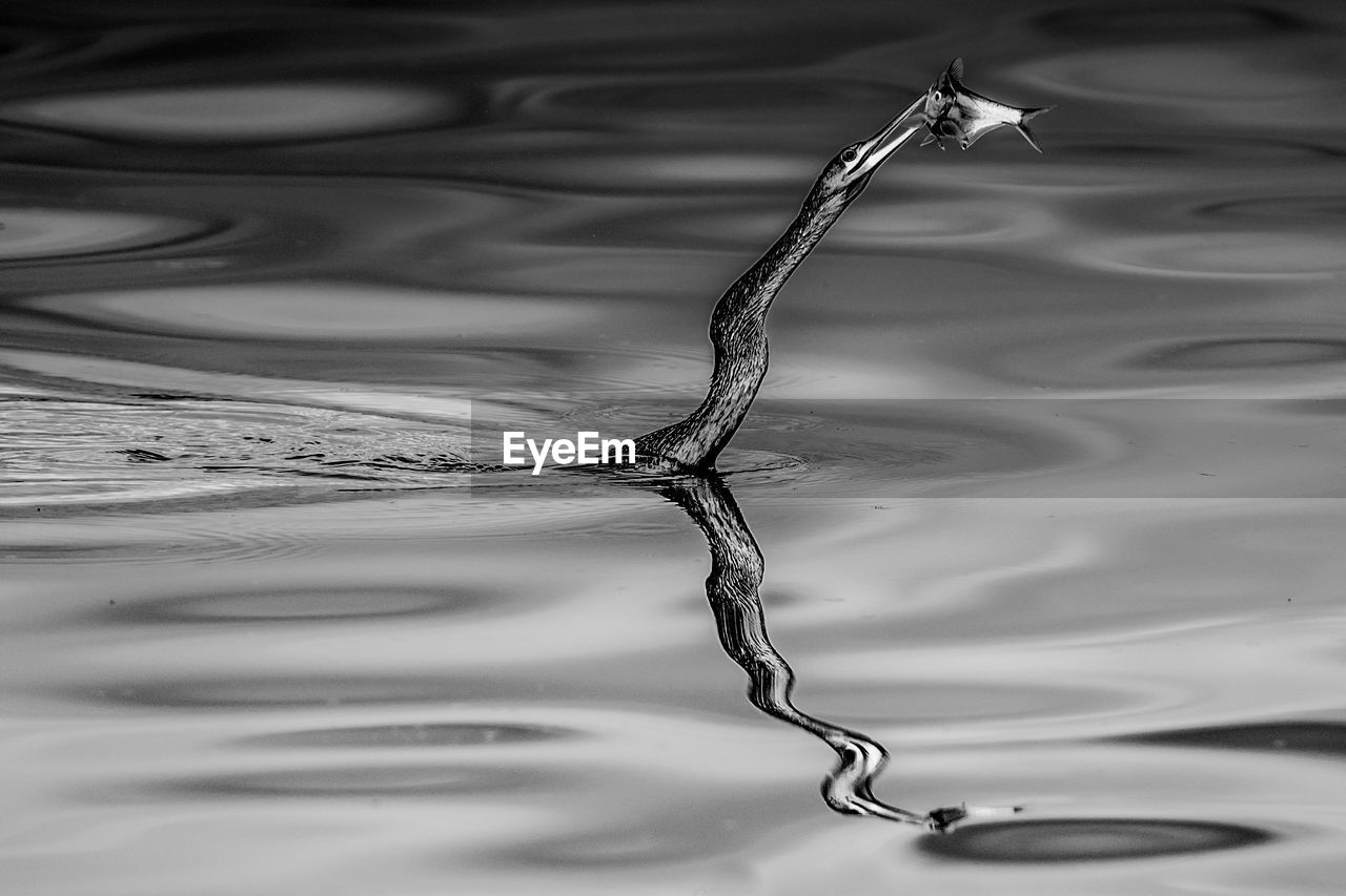 CLOSE-UP OF WATER FALLING ON RIPPLED LAKE