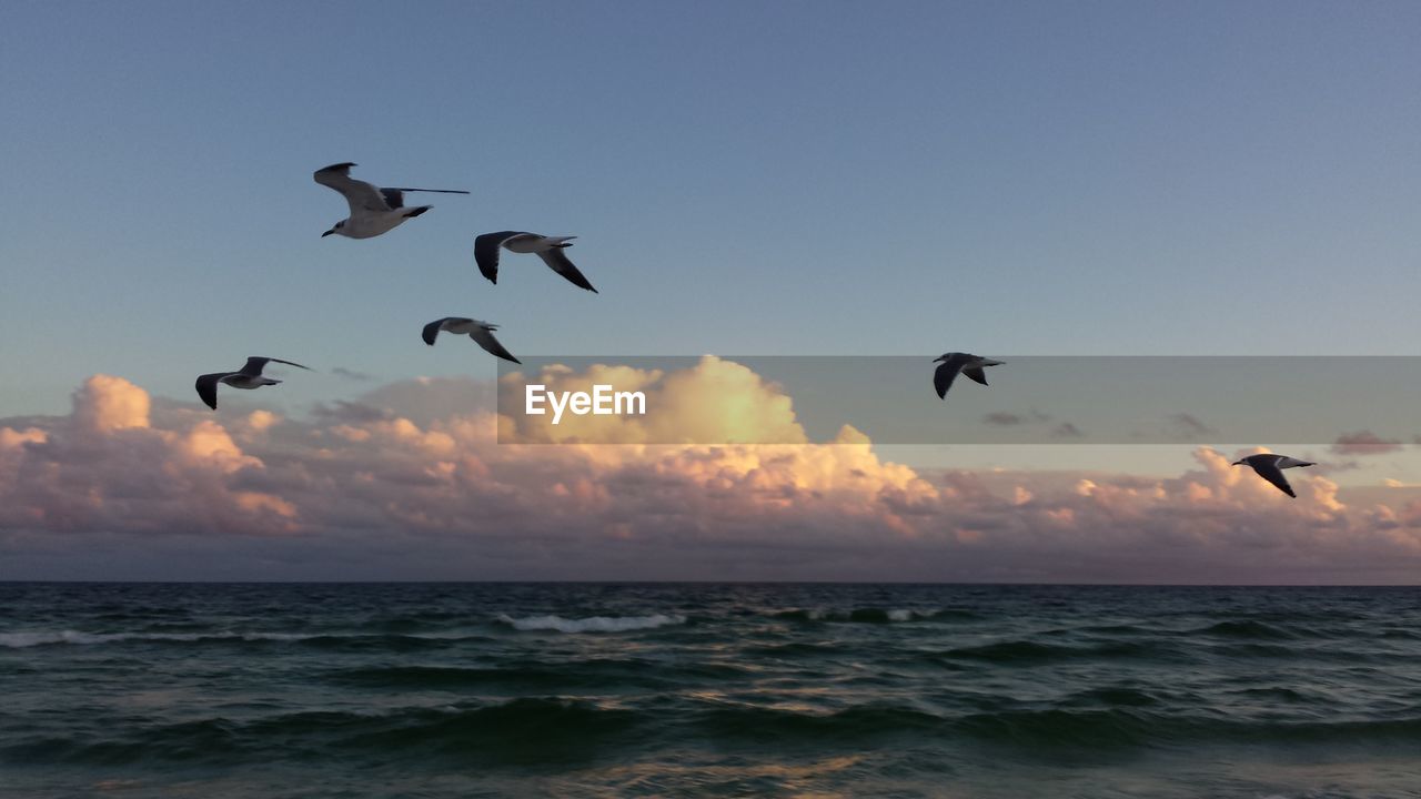 Seagulls flying over sea against clear sky