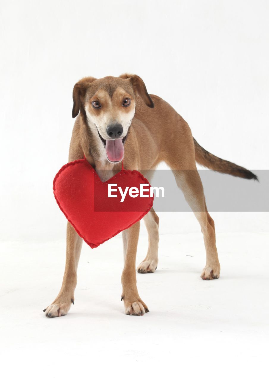 Portrait of dog with heart shape pillow against white background