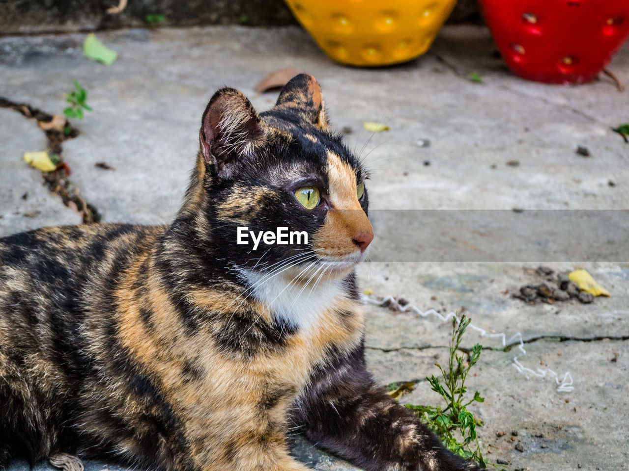 CLOSE-UP OF CAT SITTING ON FLOOR