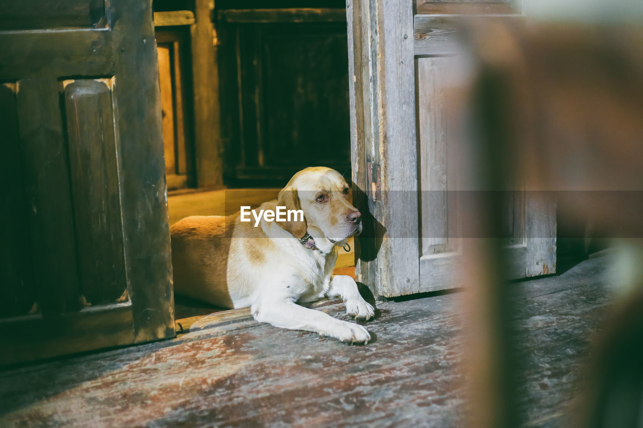 Dog sitting in a wood high angle portrait of dog standing on floor