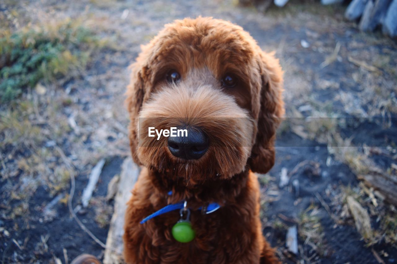 Close-up portrait of dog