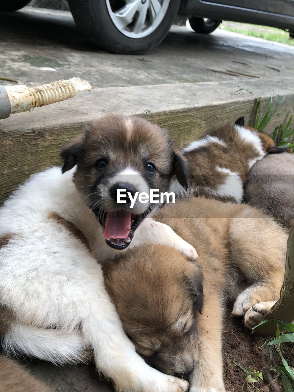 HIGH ANGLE VIEW OF DOGS RELAXING ON THE FLOOR