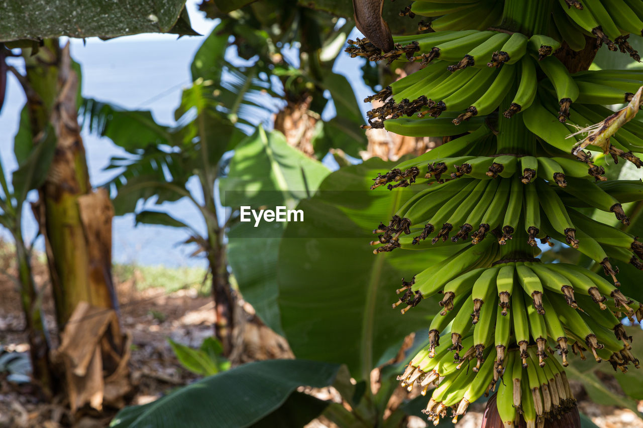 Close-up of bananas growing on tree