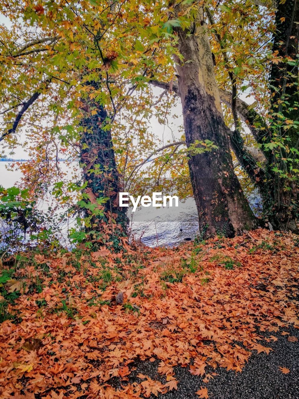 VIEW OF TREES IN FOREST DURING AUTUMN