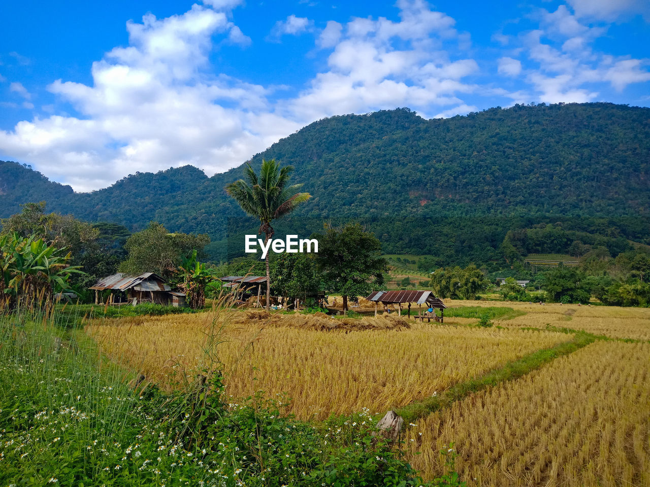 SCENIC VIEW OF FIELD AGAINST MOUNTAINS