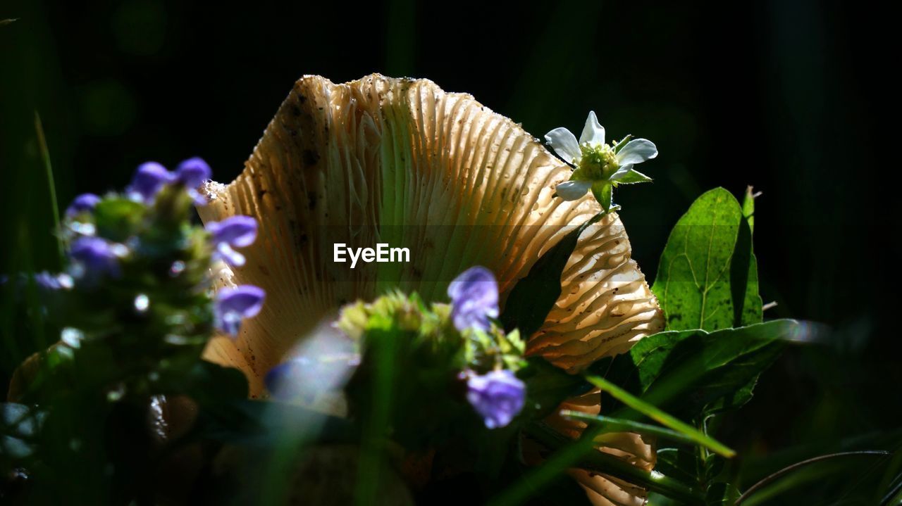 Close-up of mushroom and flowers growing outdoors