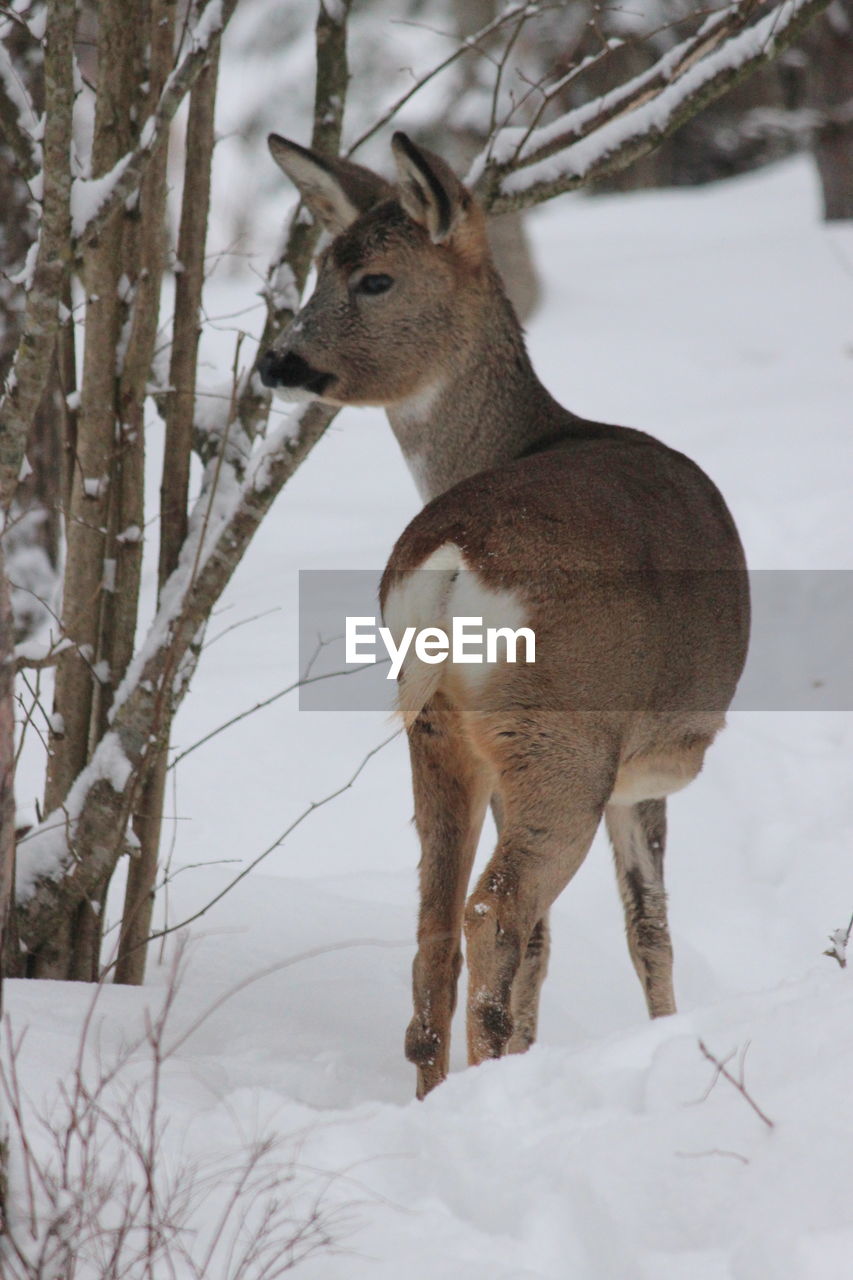 Deer standing on snow field