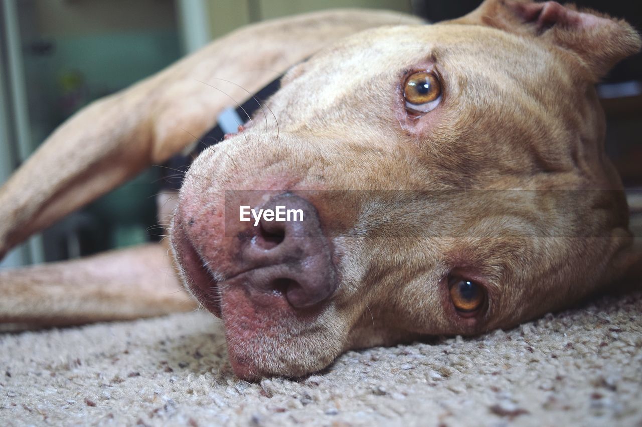 CLOSE-UP PORTRAIT OF A DOG LYING ON FLOOR