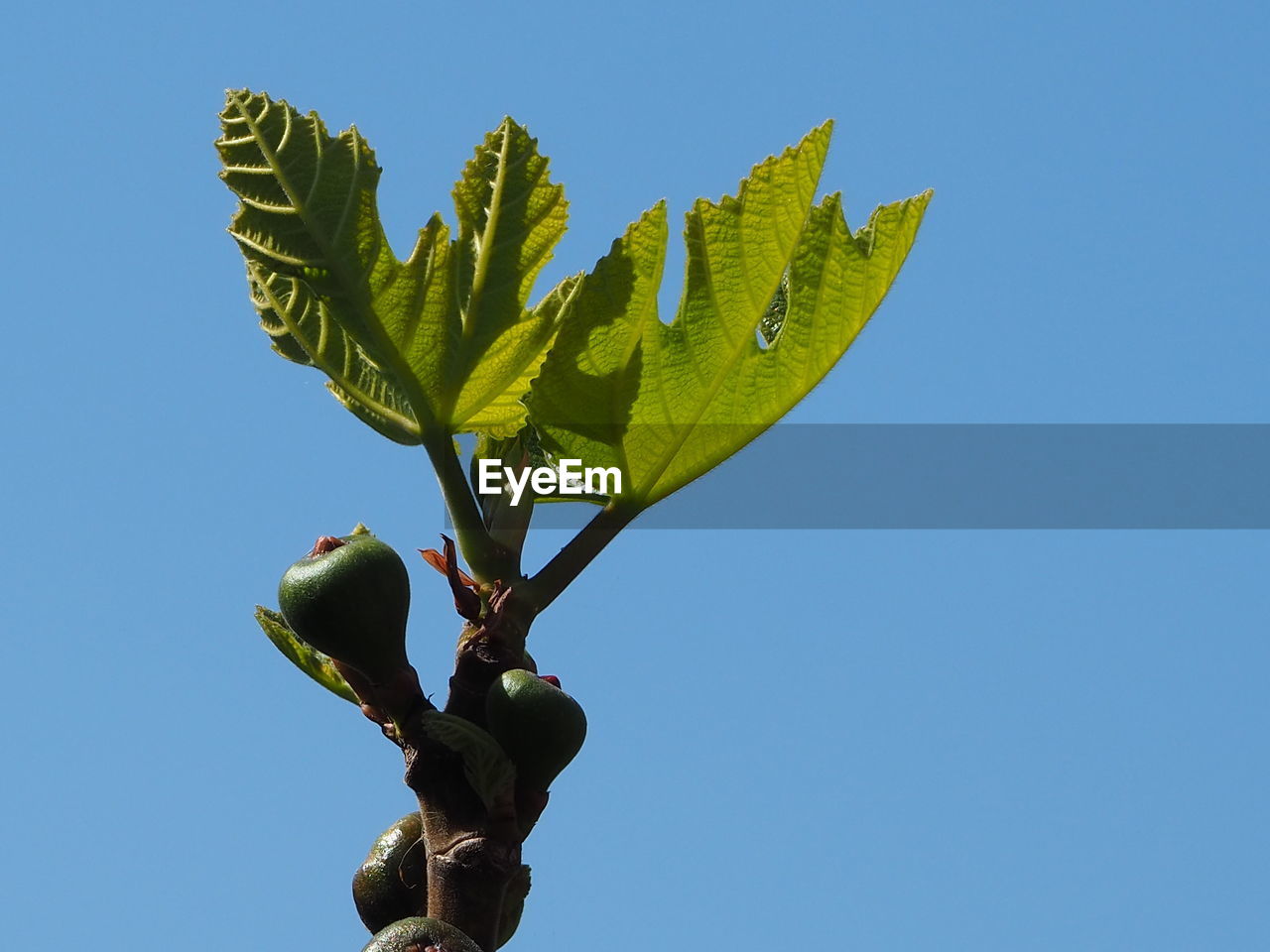 LOW ANGLE VIEW OF FRESH GREEN PLANT AGAINST CLEAR BLUE SKY