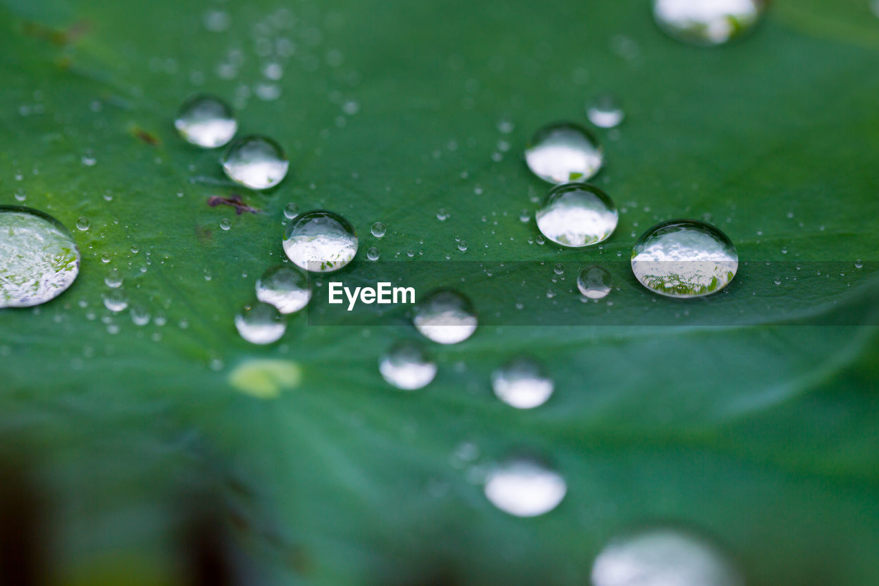 green, water, drop, wet, nature, leaf, plant part, dew, close-up, moisture, macro photography, plant, no people, selective focus, rain, freshness, environment, beauty in nature, grass, plant stem, backgrounds, petal, outdoors, macro, purity, flower, environmental conservation, fragility, growth, day, extreme close-up, raindrop, full frame