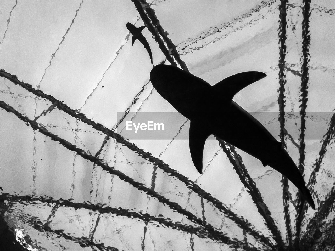 Low angle view of shark in aquarium