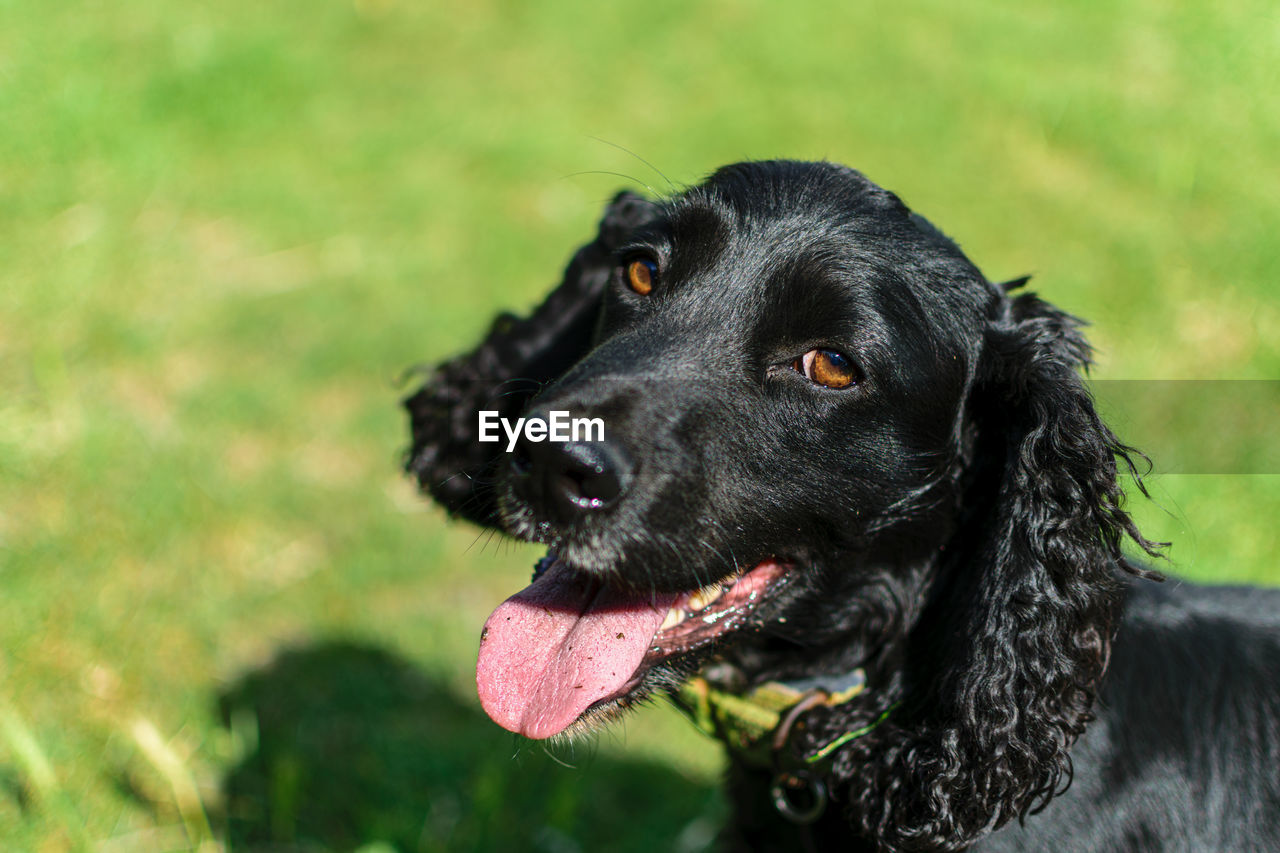 Close-up of a dog looking away