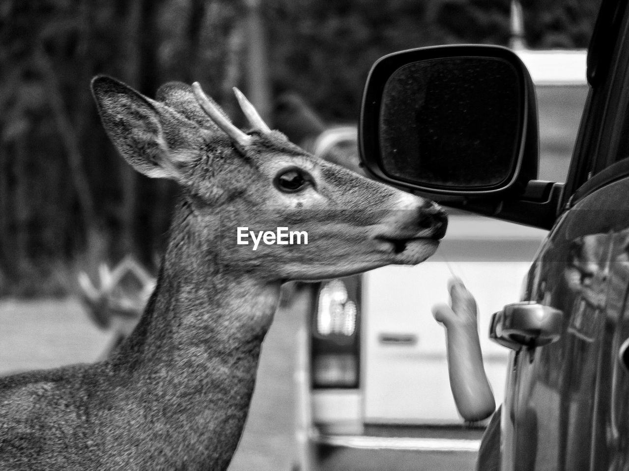 Close-up of deer by car