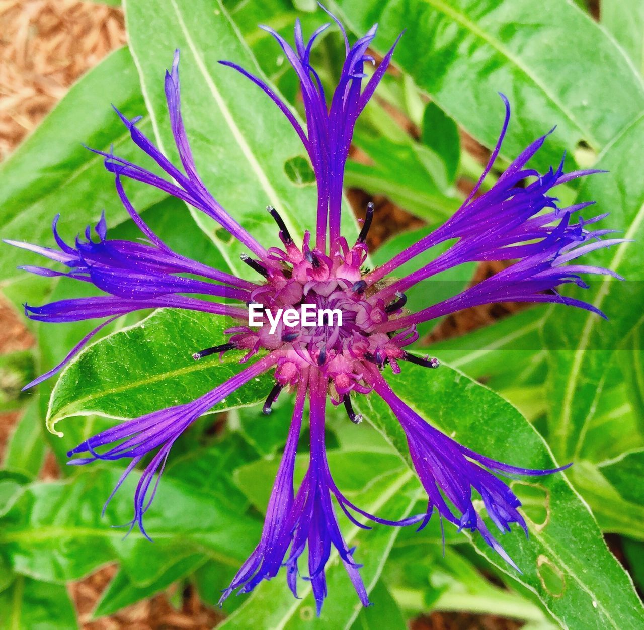 Close-up of purple flower