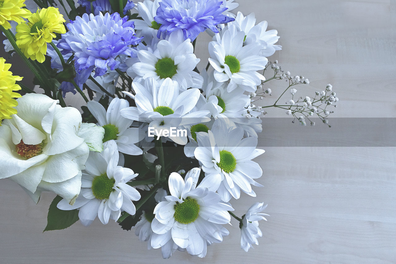 CLOSE-UP OF FLOWER BLOOMING OUTDOORS