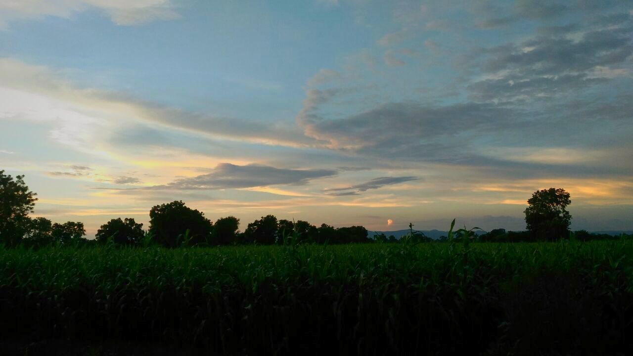 SCENIC VIEW OF FIELD AGAINST DRAMATIC SKY
