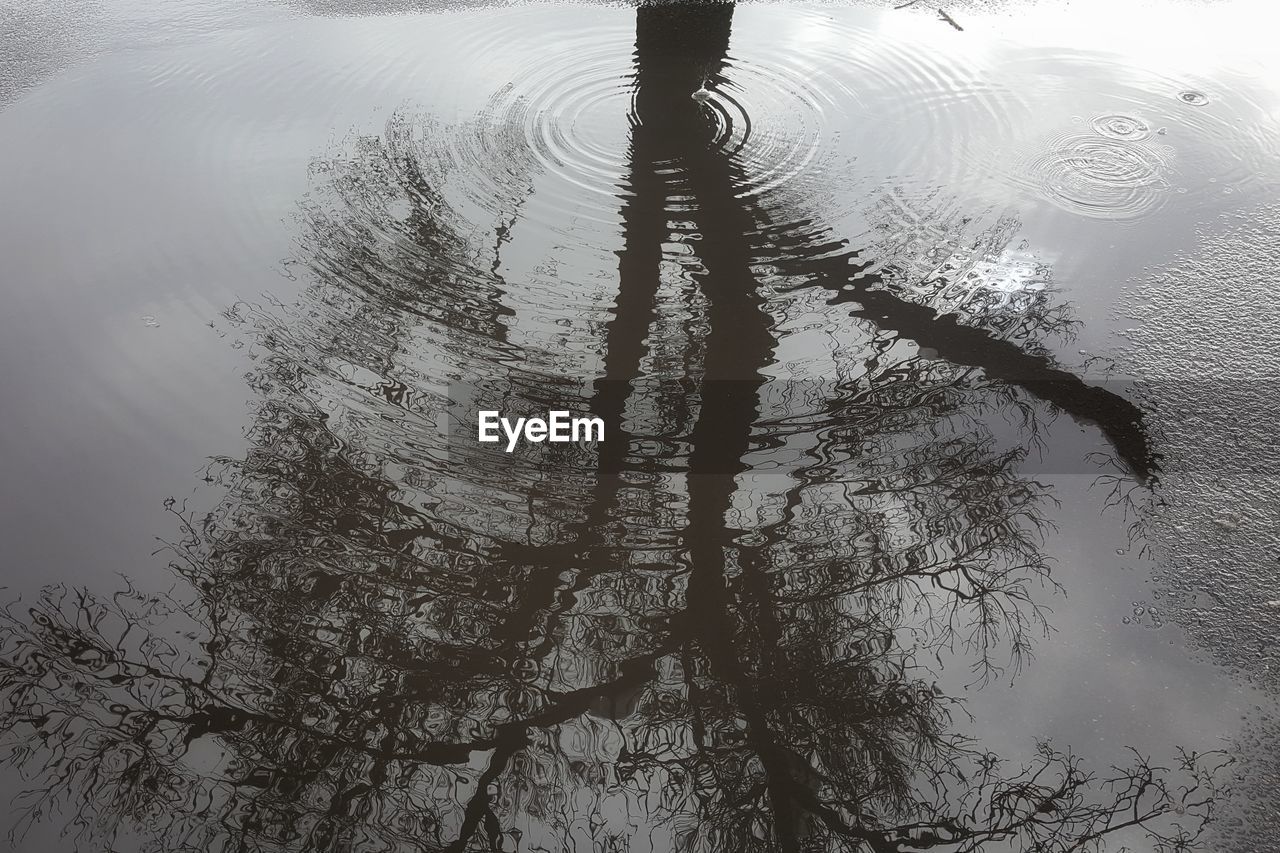 HIGH ANGLE VIEW OF TREE BY PUDDLE