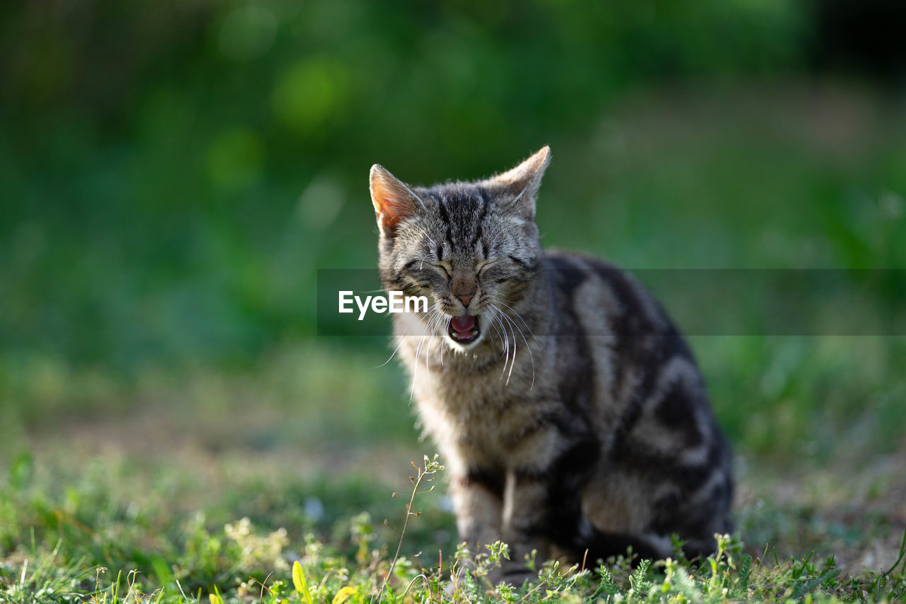 Cat looking away on field