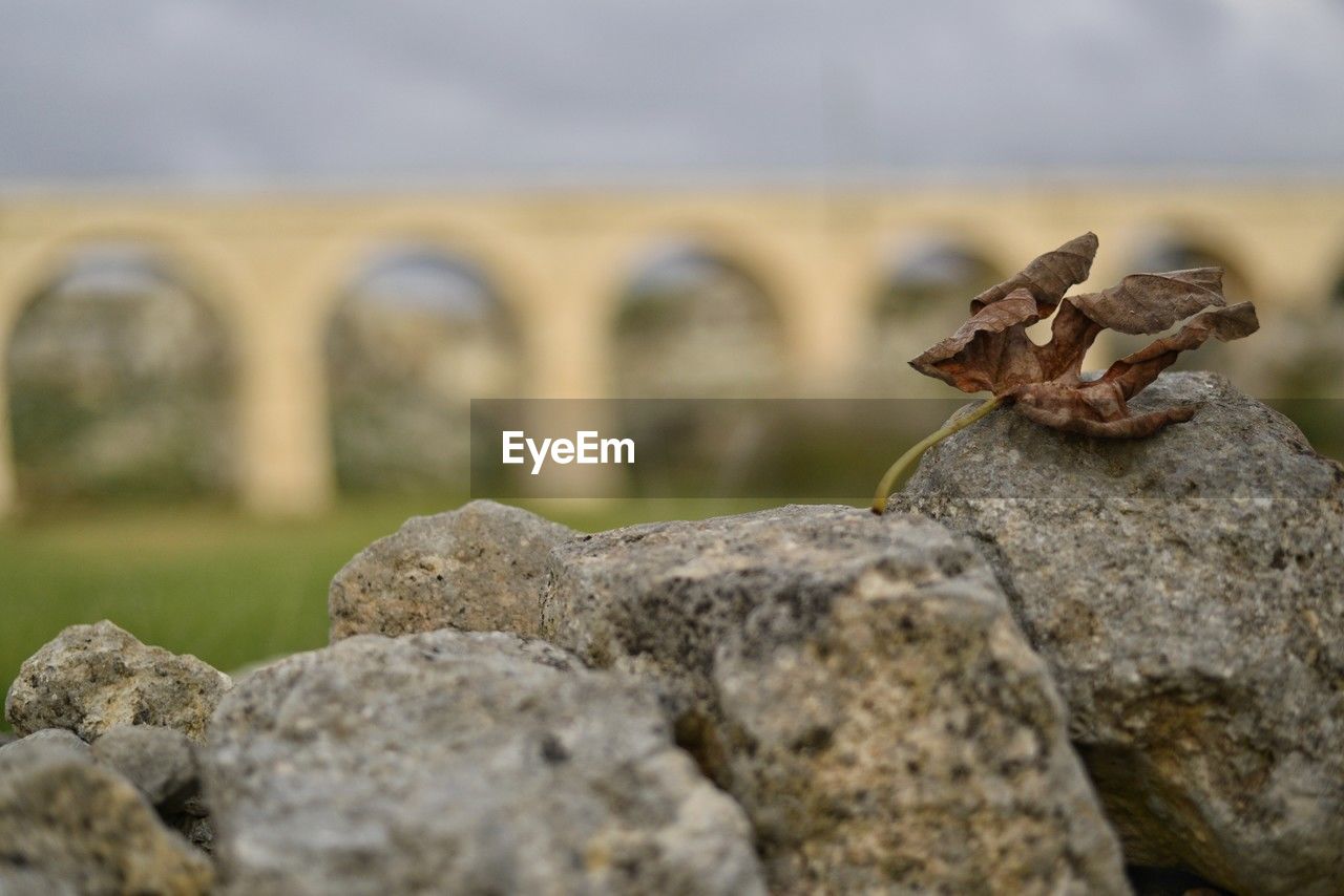 rock, nature, close-up, focus on foreground, no people, animal, day, animal themes, architecture, selective focus, wildlife, outdoors, animal wildlife, macro photography, sky, history, built structure, one animal