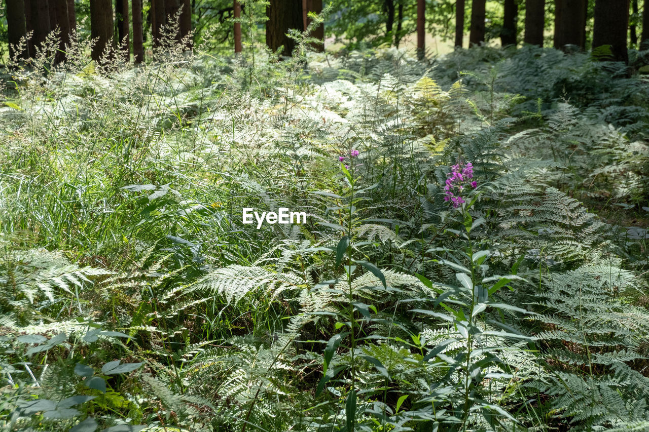 VIEW OF PLANTS GROWING ON FIELD