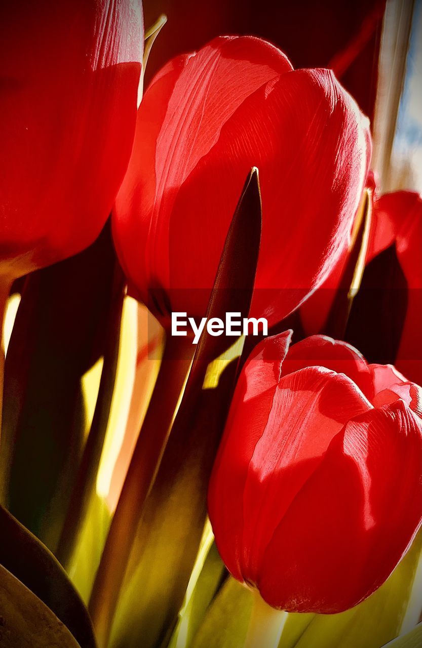 Close-up of red tulip