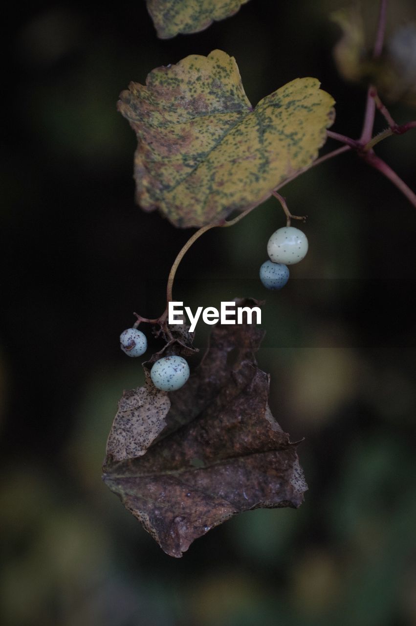 CLOSE-UP OF LEAF ON TREE