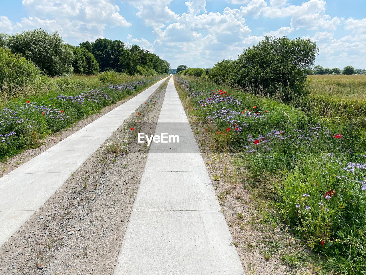 plant, sky, nature, the way forward, cloud, road, transportation, landscape, diminishing perspective, flower, beauty in nature, tree, flowering plant, growth, vanishing point, no people, walkway, land, environment, field, grass, footpath, tranquility, scenics - nature, day, green, road surface, outdoors, tranquil scene, rural scene, non-urban scene, rural area, summer, travel