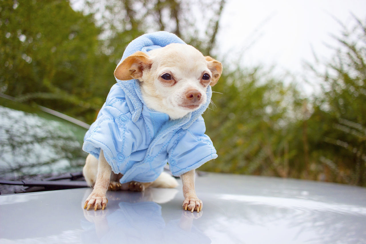 PORTRAIT OF DOG ON CAR