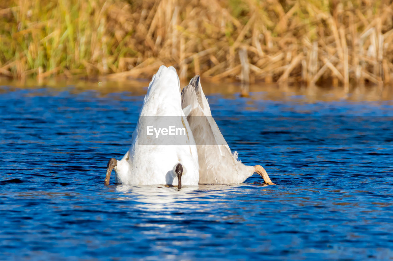 SWAN SWIMMING ON LAKE