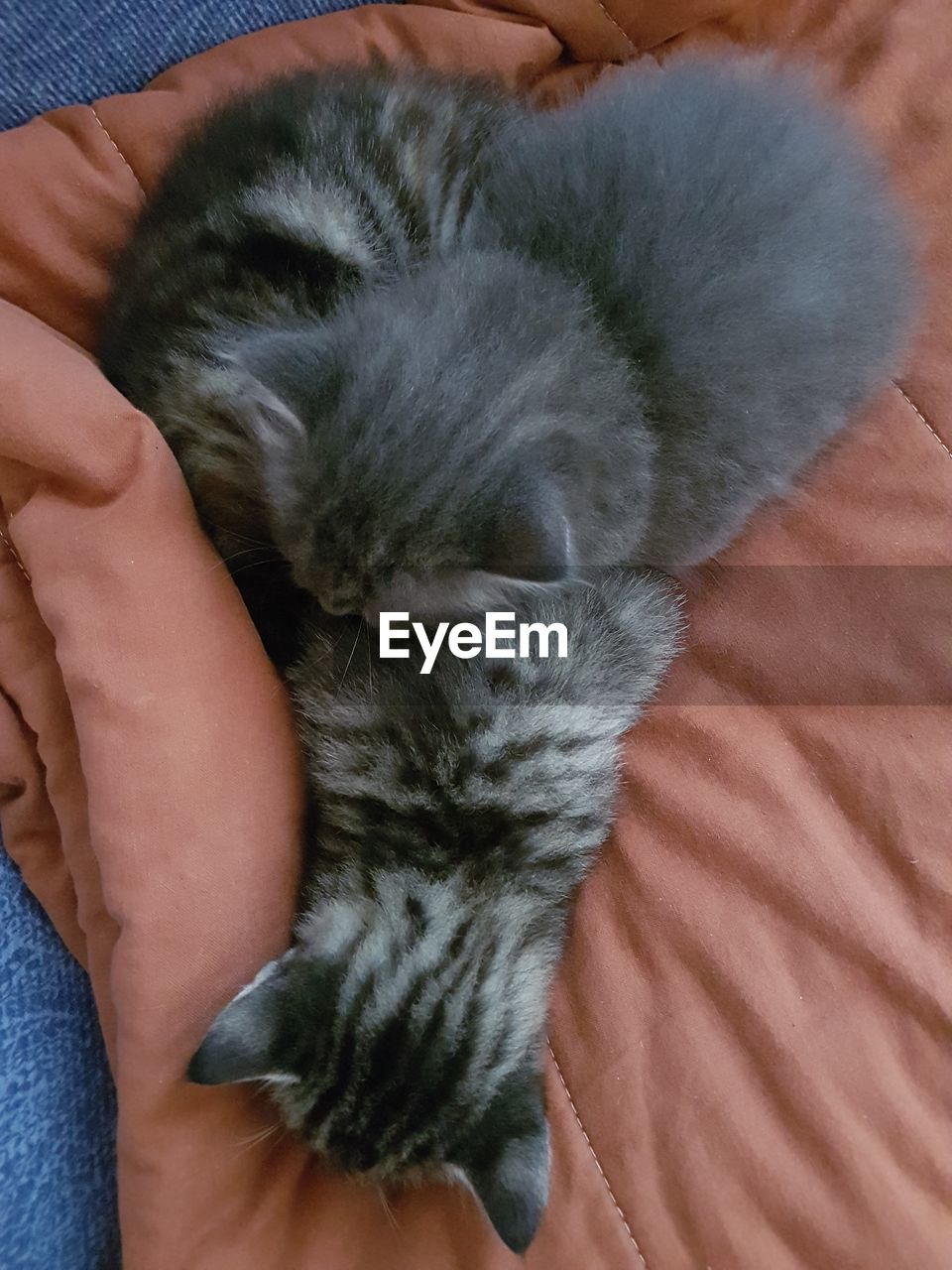 CLOSE-UP OF CUTE KITTEN SLEEPING ON HAND