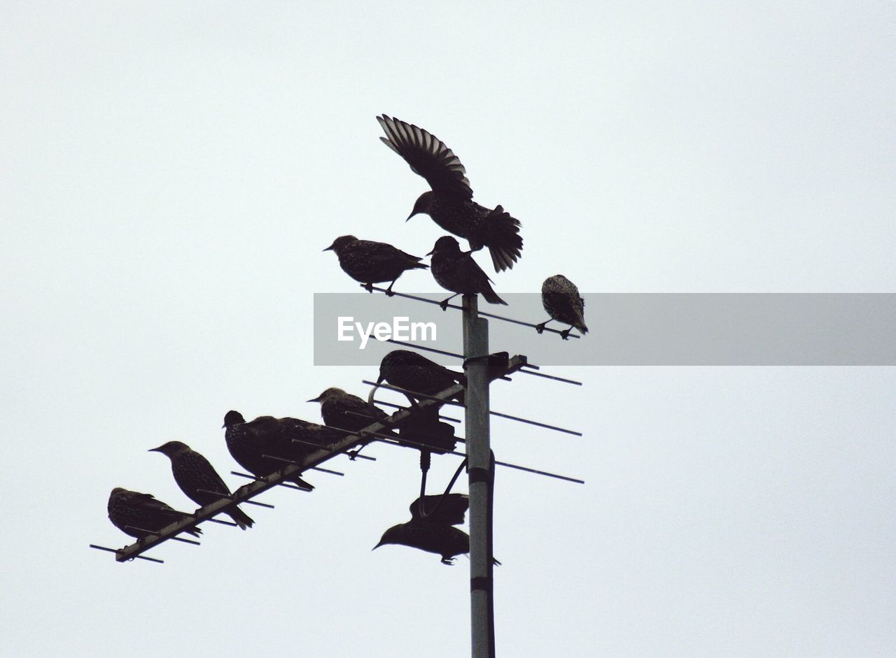 LOW ANGLE VIEW OF SILHOUETTE BIRD PERCHING ON TREE AGAINST CLEAR SKY