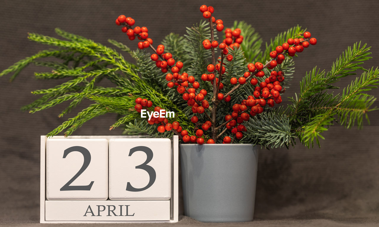 CLOSE-UP OF FRESH RED FRUITS ON PLANT IN POT