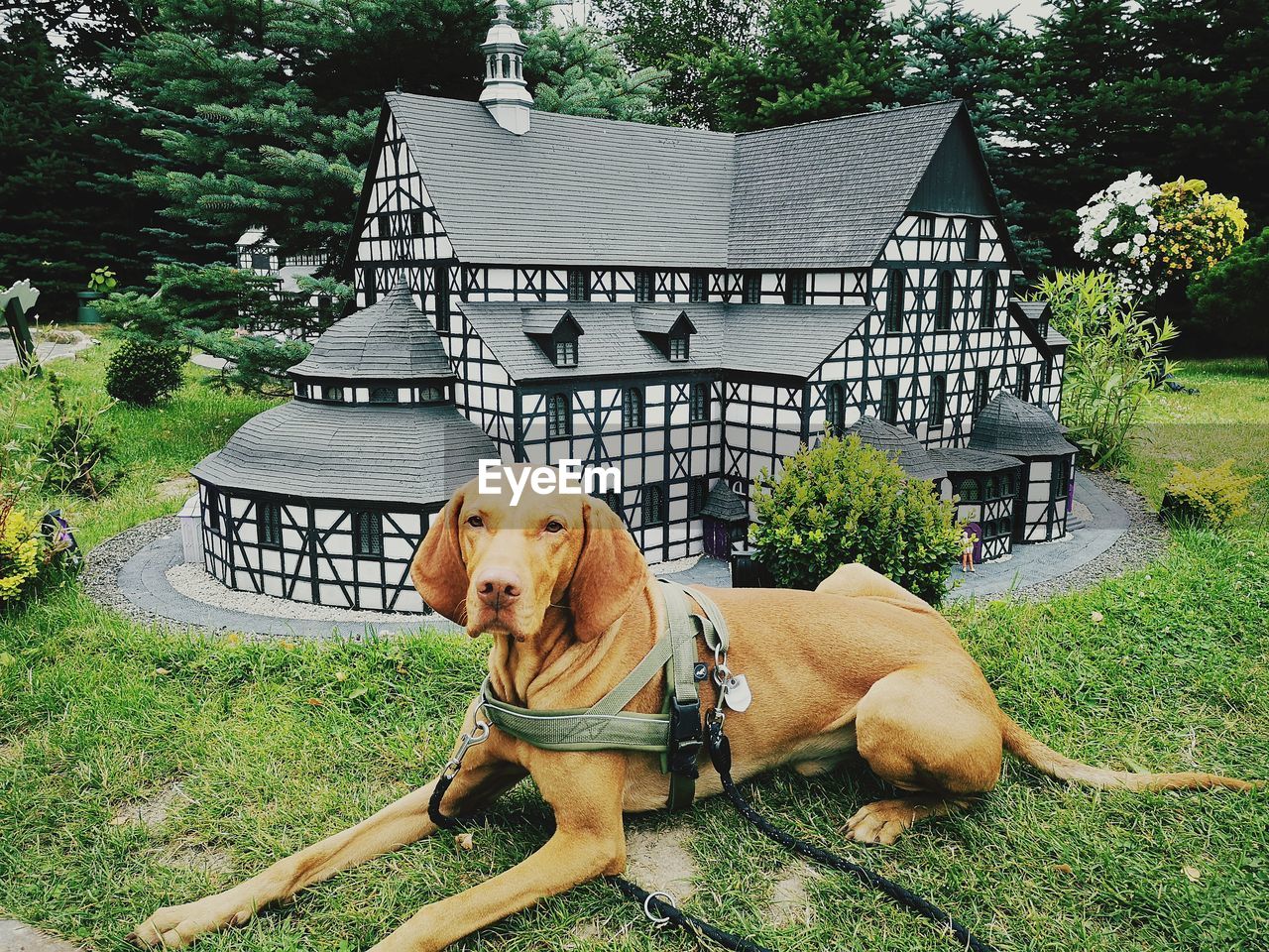 PORTRAIT OF A DOG ON GRASSLAND