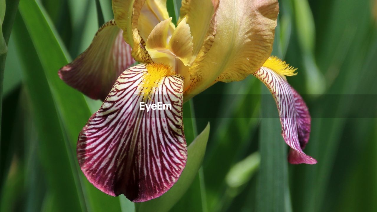 plant, iris, flower, flowering plant, beauty in nature, close-up, growth, freshness, human eye, petal, nature, fragility, flower head, inflorescence, plant stem, focus on foreground, plant part, leaf, green, outdoors, botany, yellow, springtime, day, purple, blossom, pollen