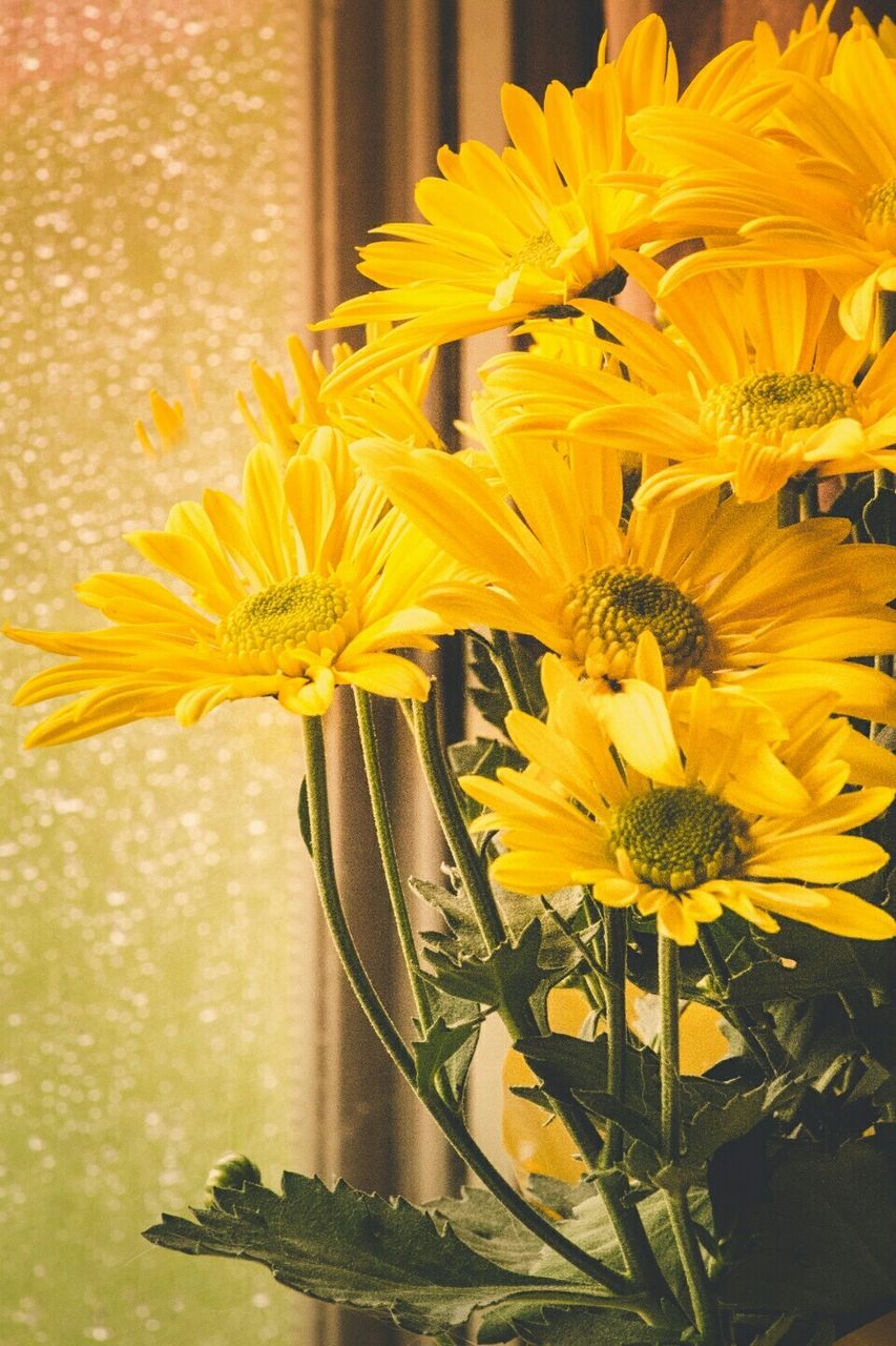 Close-up of yellow flowers at home