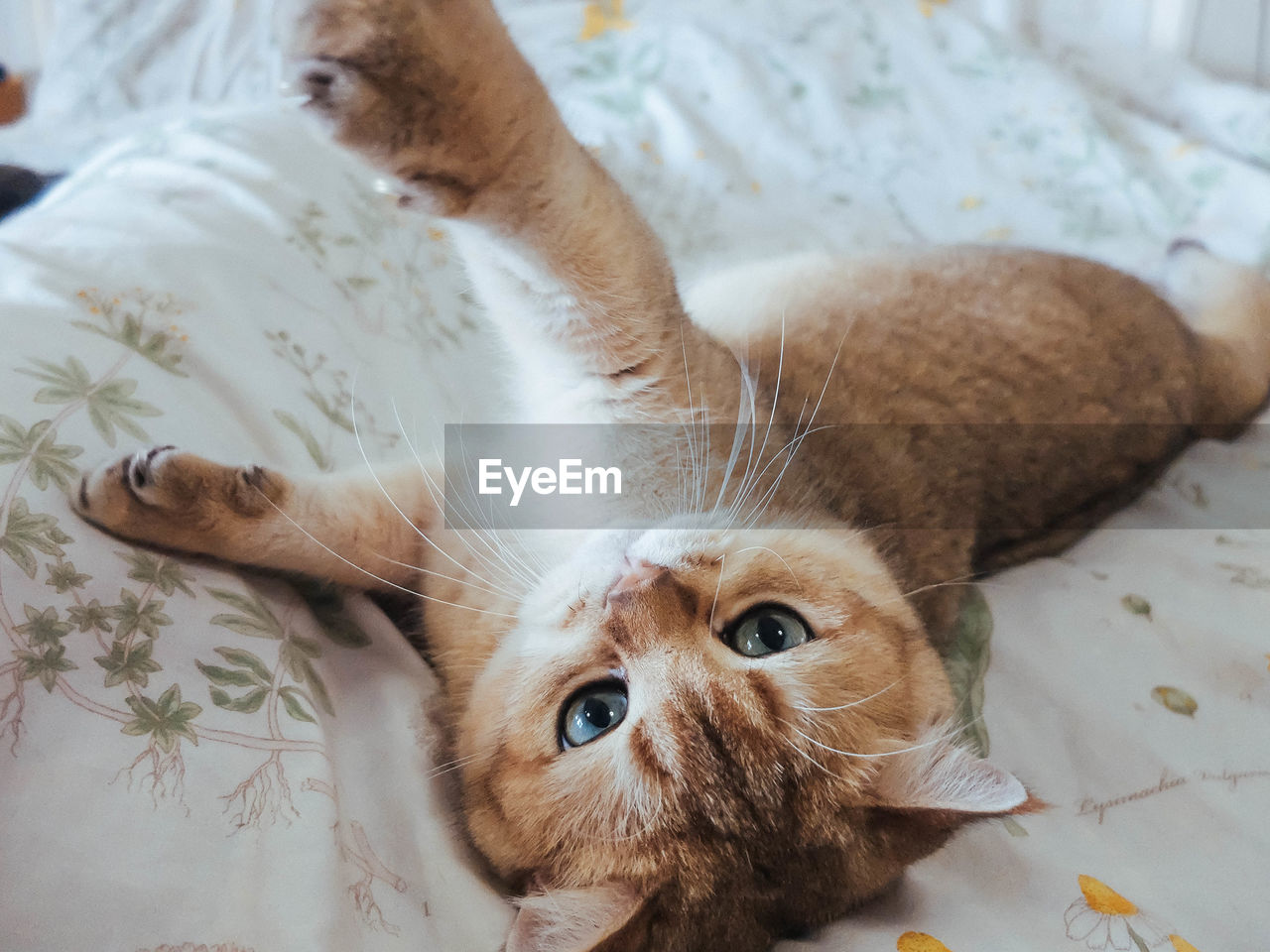 Portrait of cat lying on bed