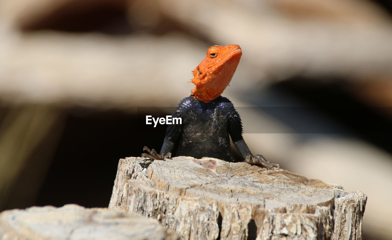 Close-up of lizard