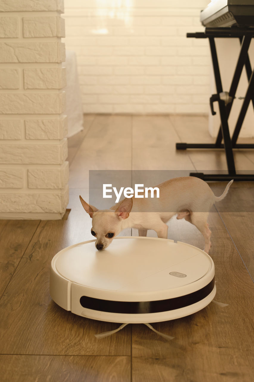 Smart robot vacuum cleaner in the interior makes cleaning of the laminate floor