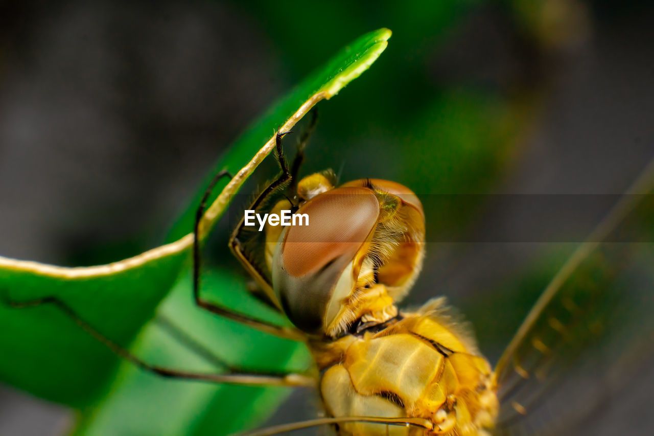 CLOSE-UP OF GRASSHOPPER