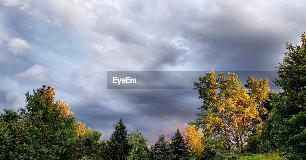 TREES AND PLANTS GROWING ON LAND AGAINST SKY