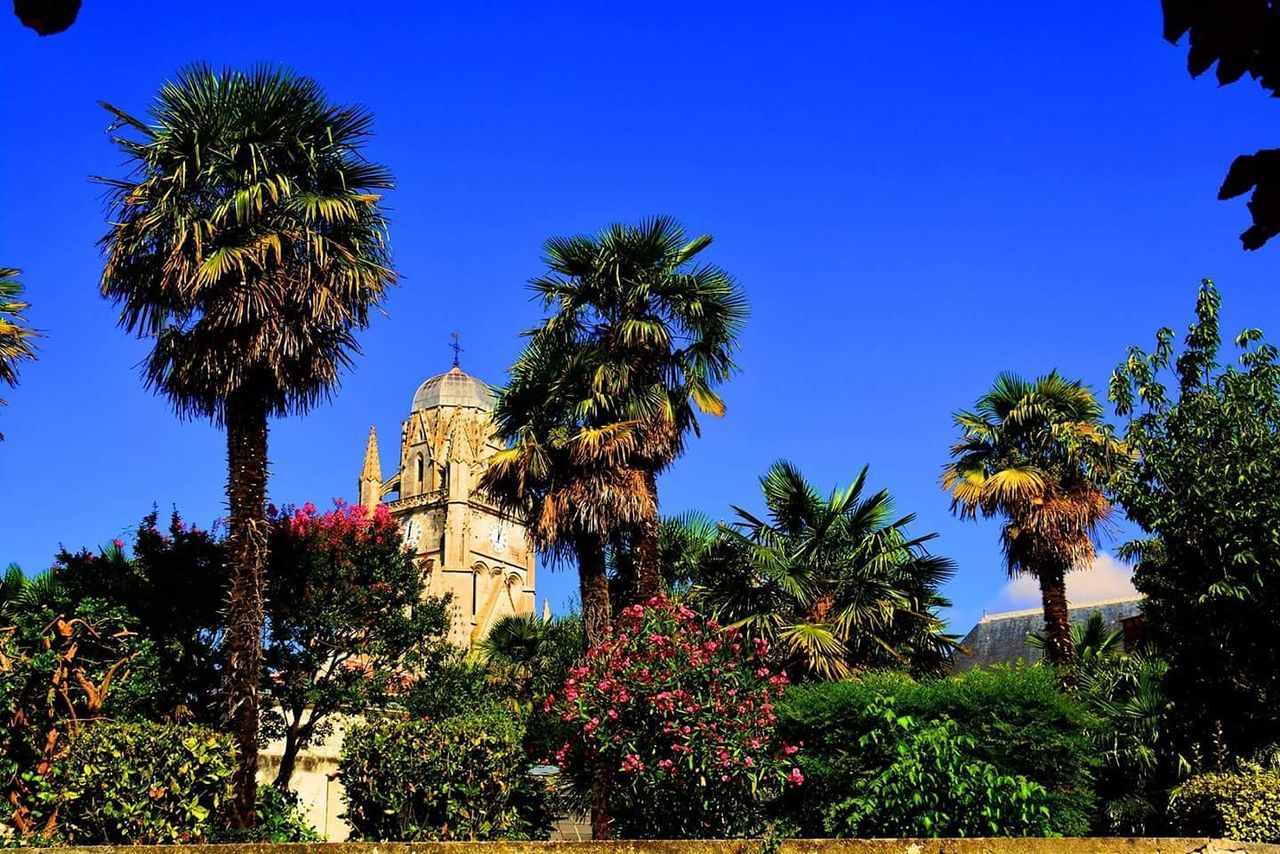 Low angle view of palm trees against clear blue sky