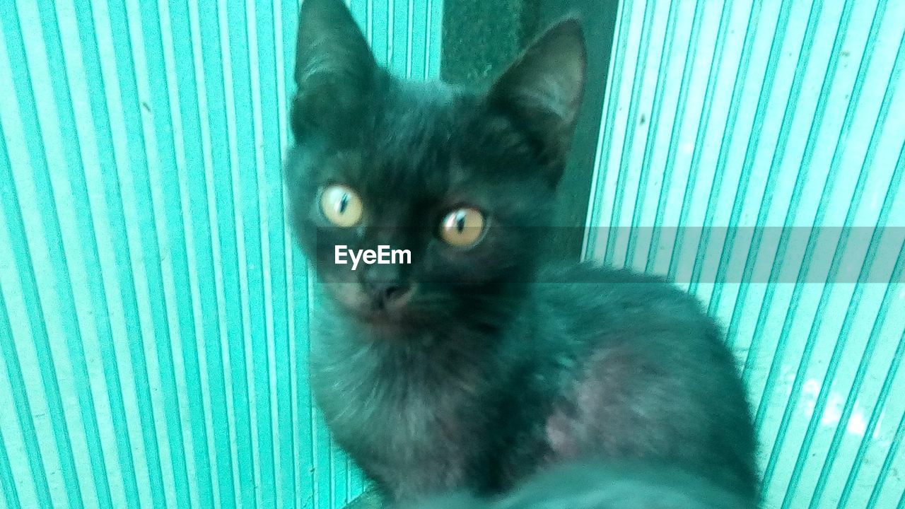 PORTRAIT OF CAT ON GREEN BLANKET